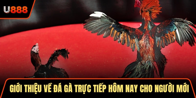 Giới thiệu về đá gà trực tiếp hôm nay cho người mới